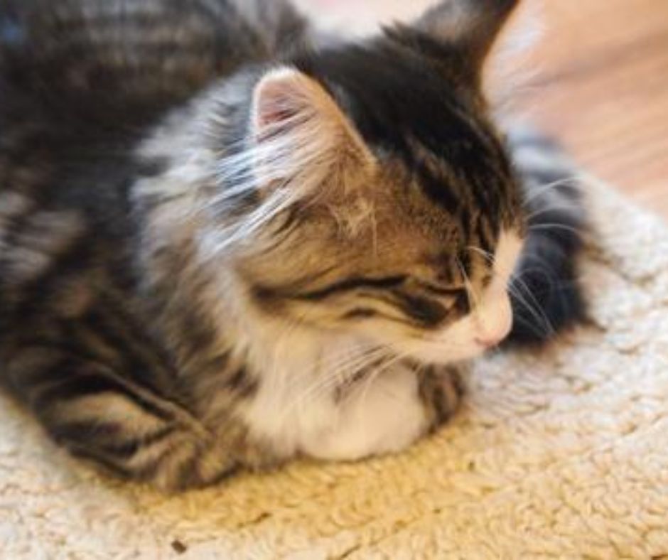 young maine coon with long ear furnishings