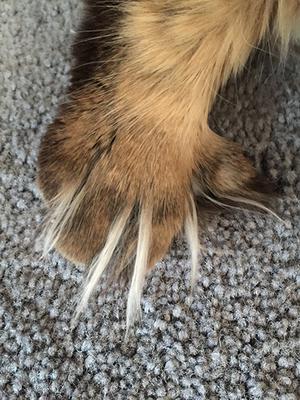 brown maine coon foot with pronounced tufts.