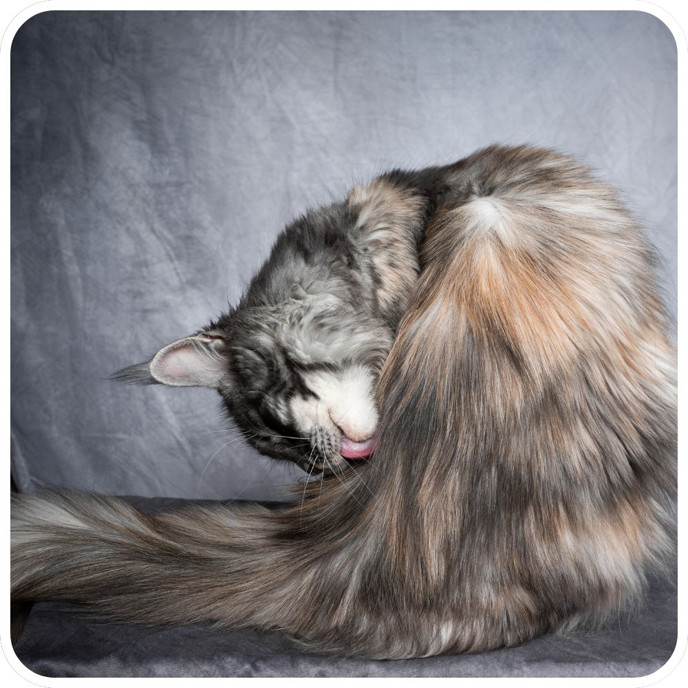Handsome Well Groomed Boy maine coon cat grooming herself