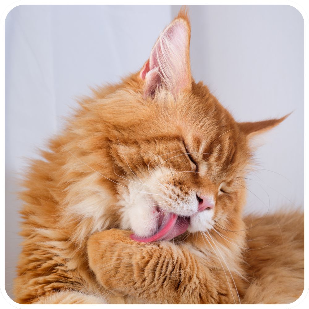red maine coon grooming himself
