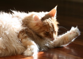 fluffy ginger maine coon cat grooming himself