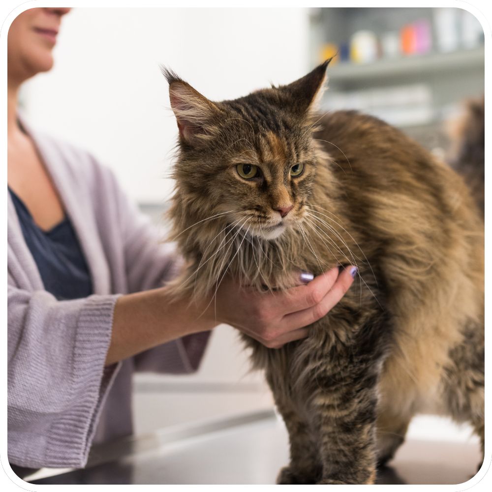 Maine Coon at the Vet maine coon with vet on exam table