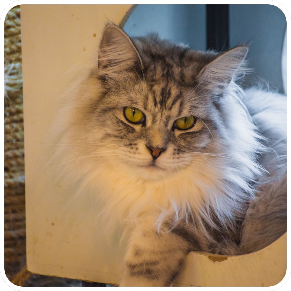 Take a True-False Quiz! fluffy silver tabby kitty sitting in a cat tree