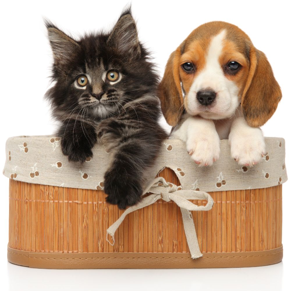 Adorable Babies maine coon kitten and beagle puppy in a basket