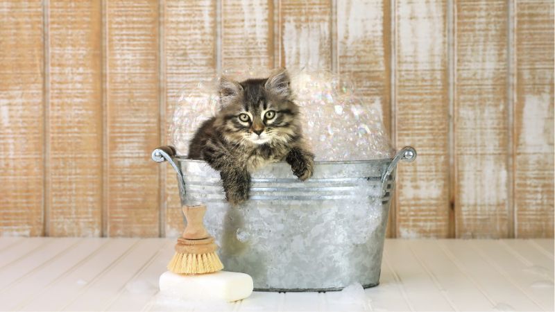 maine coon kitten in bucket with bubbles