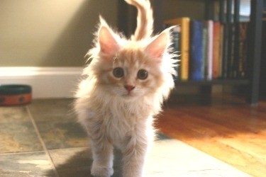 young ginger kitten walking towards camera.