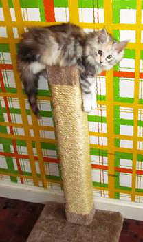 Bella the Maine Coon kitten on her scratching post maine coon kitten on top of scratching post