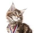 Sweet Kitten with a Medal sweet kitten with a medal