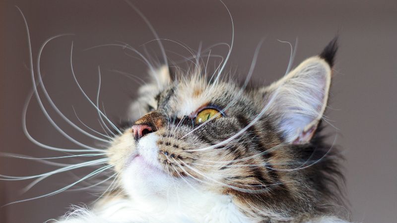 Extravagant Whiskers! maine coon kitten with long extravagant whiskers
