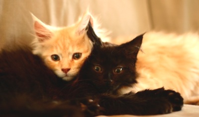 two maine coon kittens
