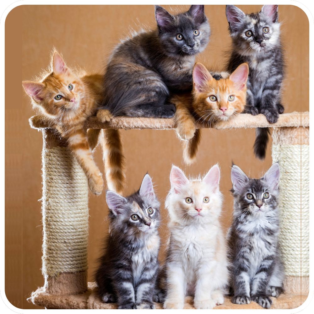 group of colorful maine coon kittens on a cat tree