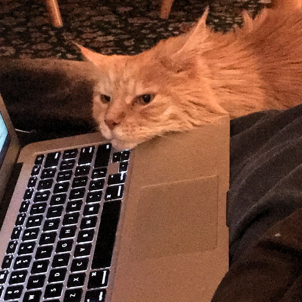 Leo The Cuddle-Bug red maine coon resting his head on a laptop keyboard on a lap.