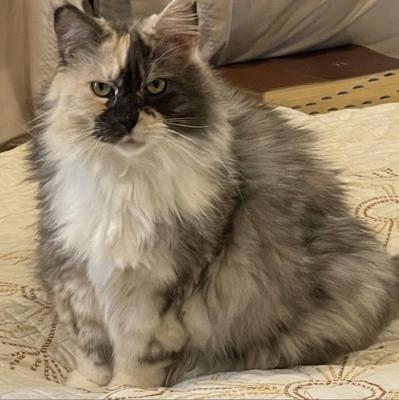 pretty girl cat sitting on a bed