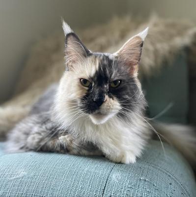 stunning tortie rescue cat