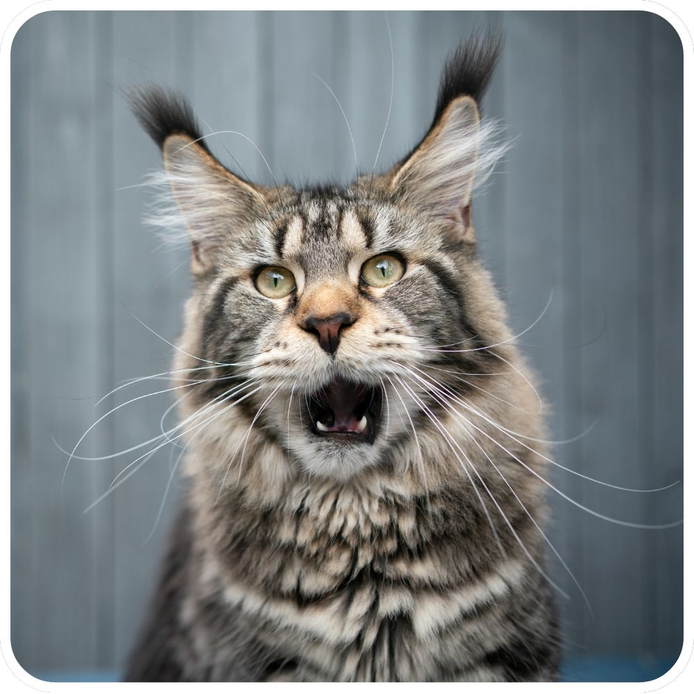 maine coon meowing