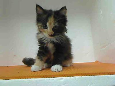 Tortie Baby tortie kitten