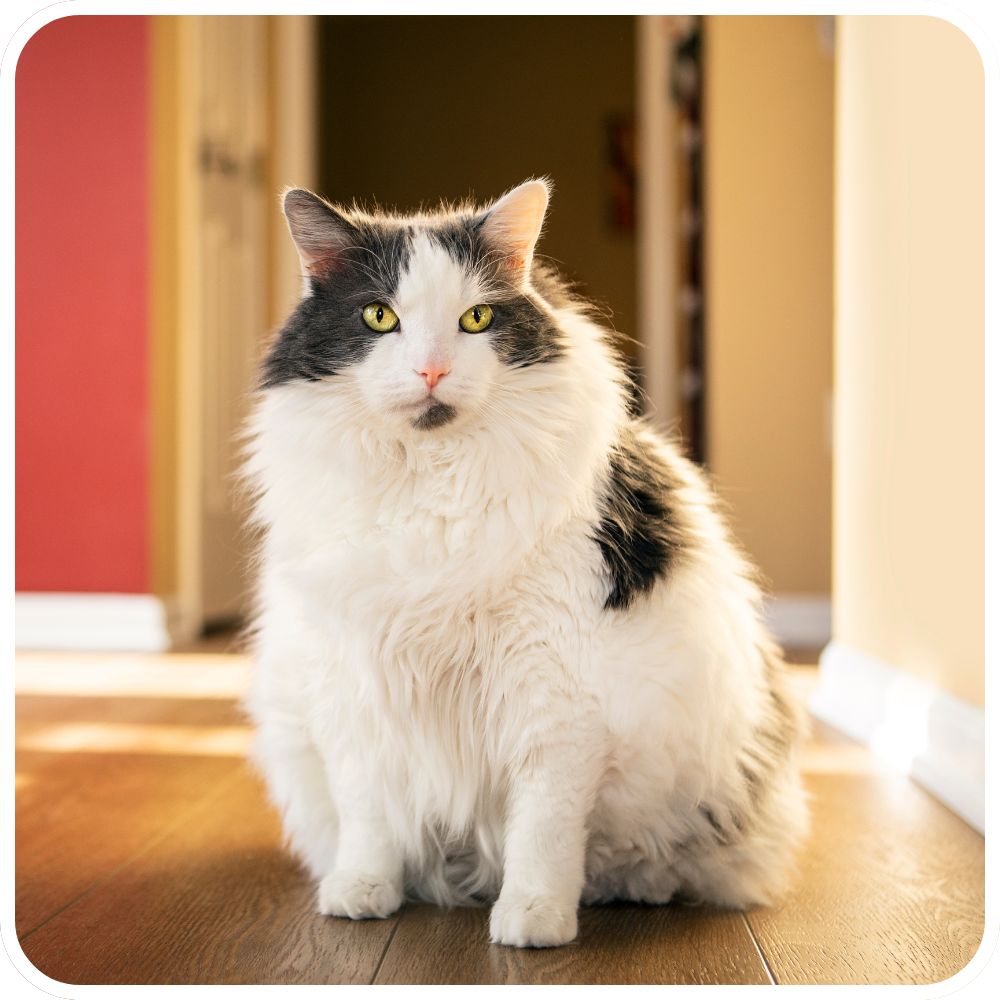 fluffy cat sitting in sunshine