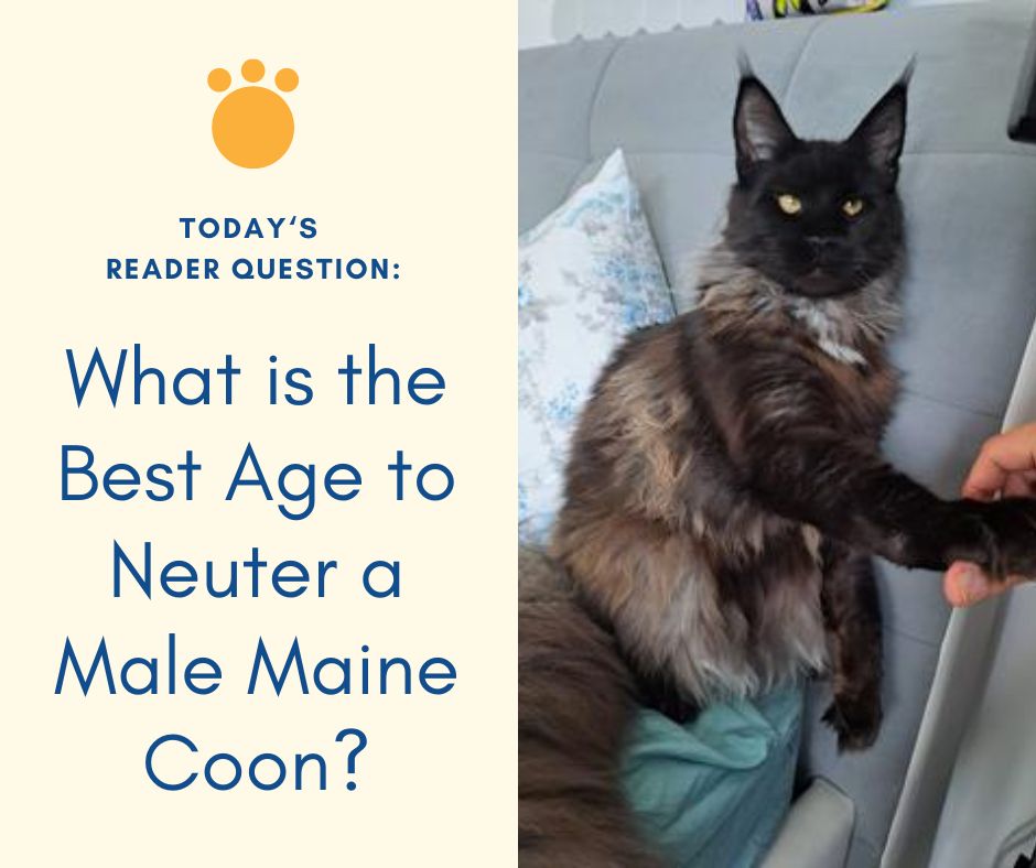 maine coon neutering question