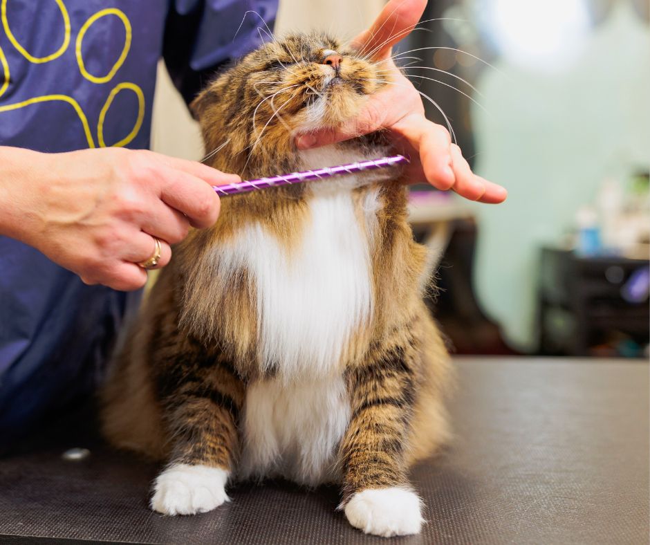 Grooming Time brown and white maine coon being combed.