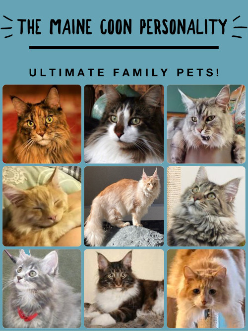 collage of Maine Coons
