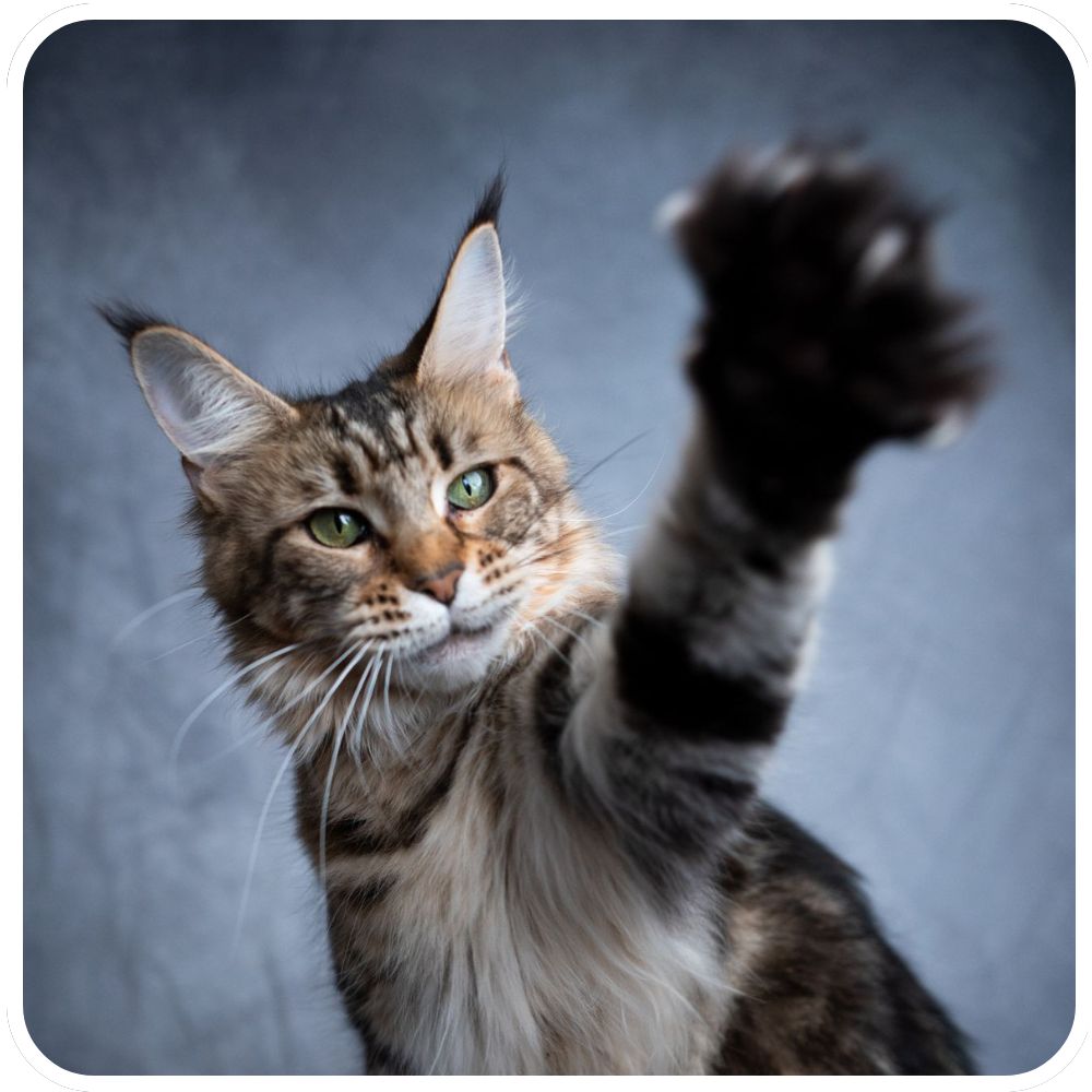 Closeup of Maine Coon Foot tabby maine coon reaching forward with paw outstretched
