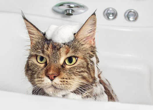 maine coon in bathtub with shampoo on head