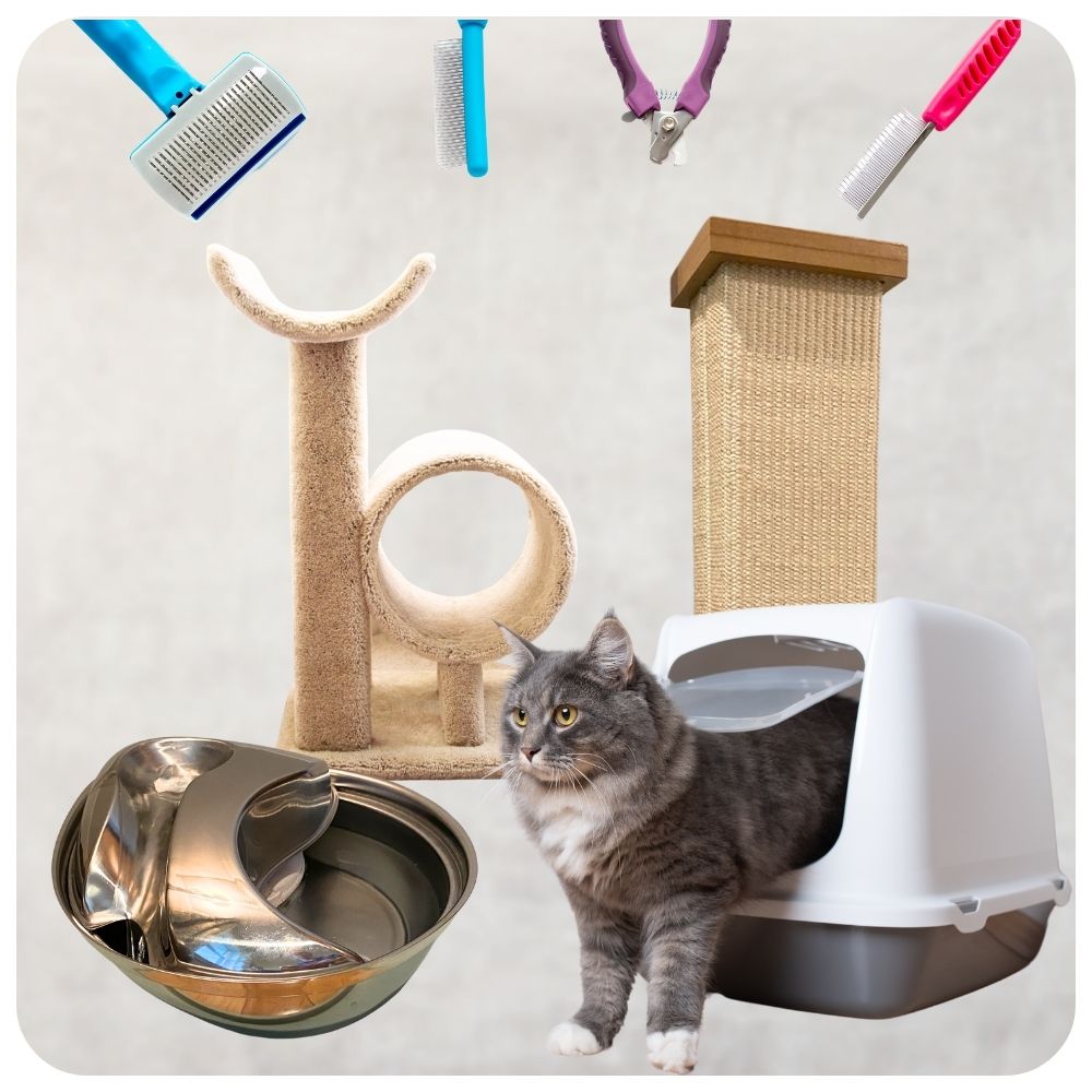 maine coon with post and tree and litter box items