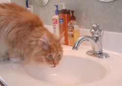 Red Coon cat drinking from sink tap red coon cat drinking from sink tap