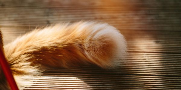 ginger maine coon tail
