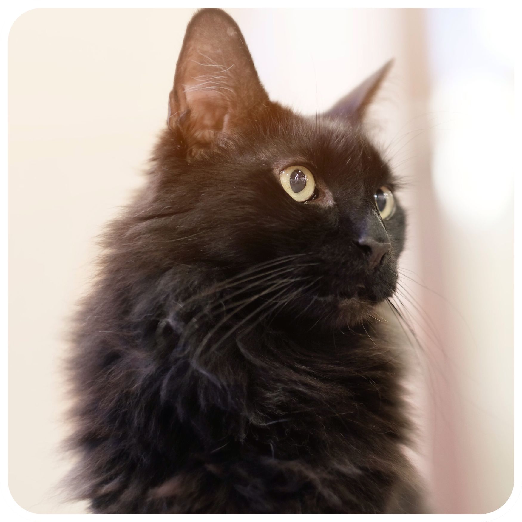 Maine Coon Traits black fluffy cat on soft bright background