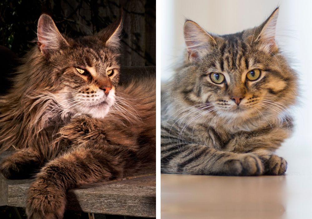 Visual Comparison side by side comparison of a purebred maine coon cat and a regular domestic kitty