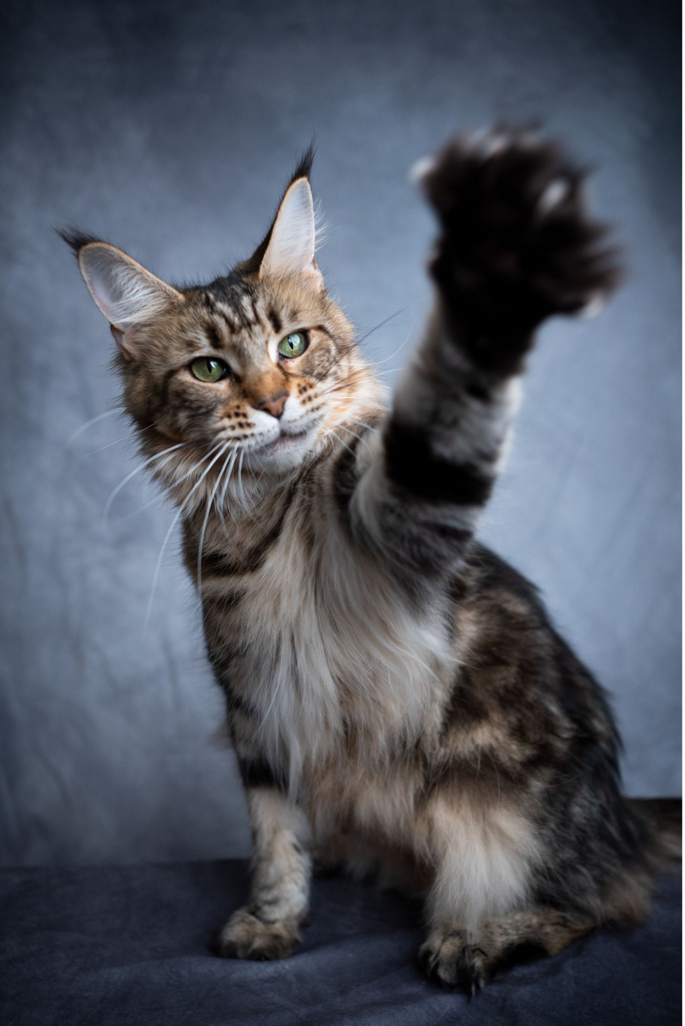maine coon waving paw
