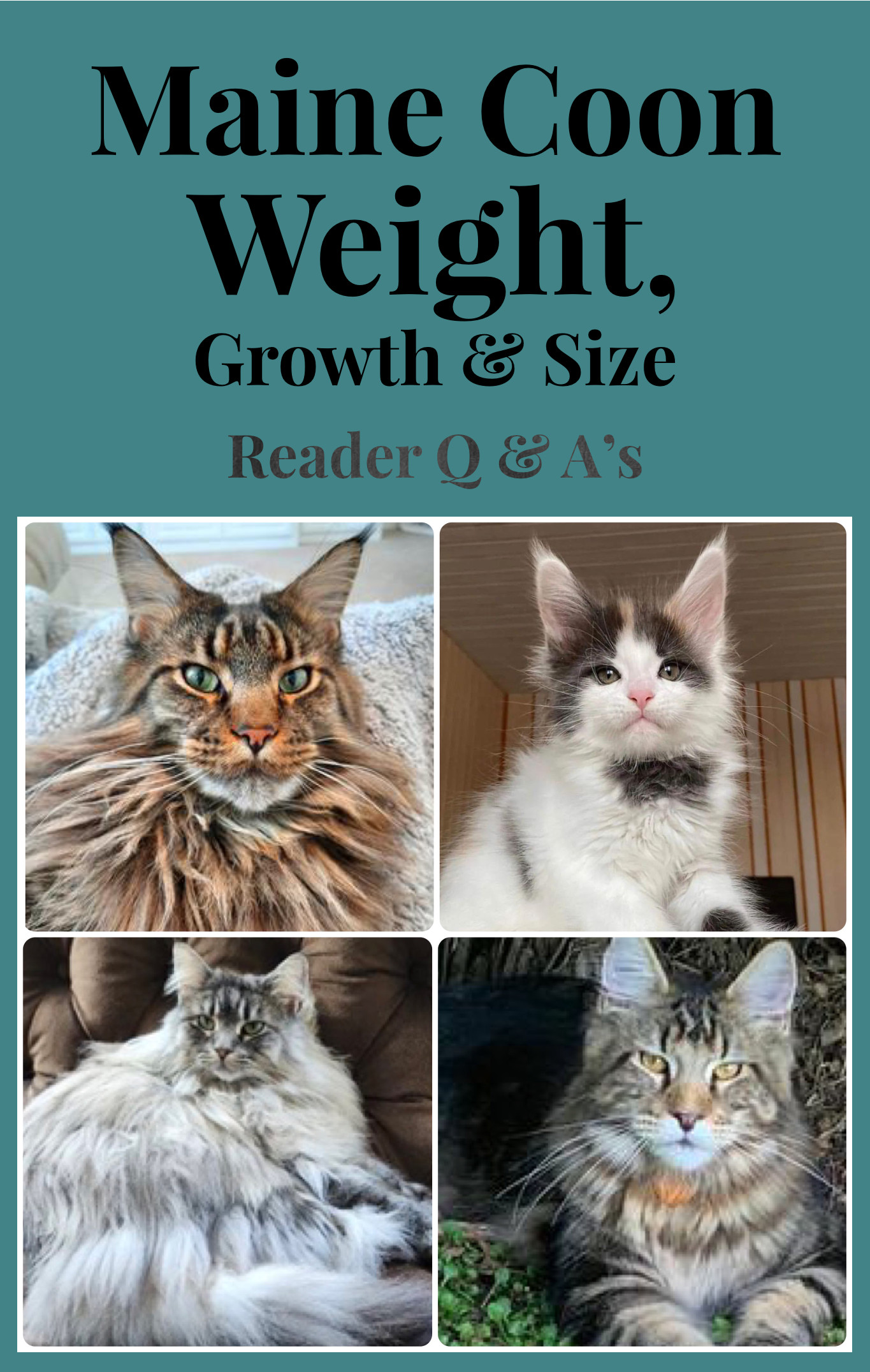 wijs dwaas invoer Maine Coon Weight, Growth & Size
