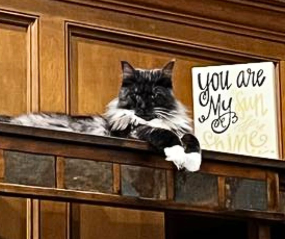 tuxedo maine coon cat with big white tufted paws