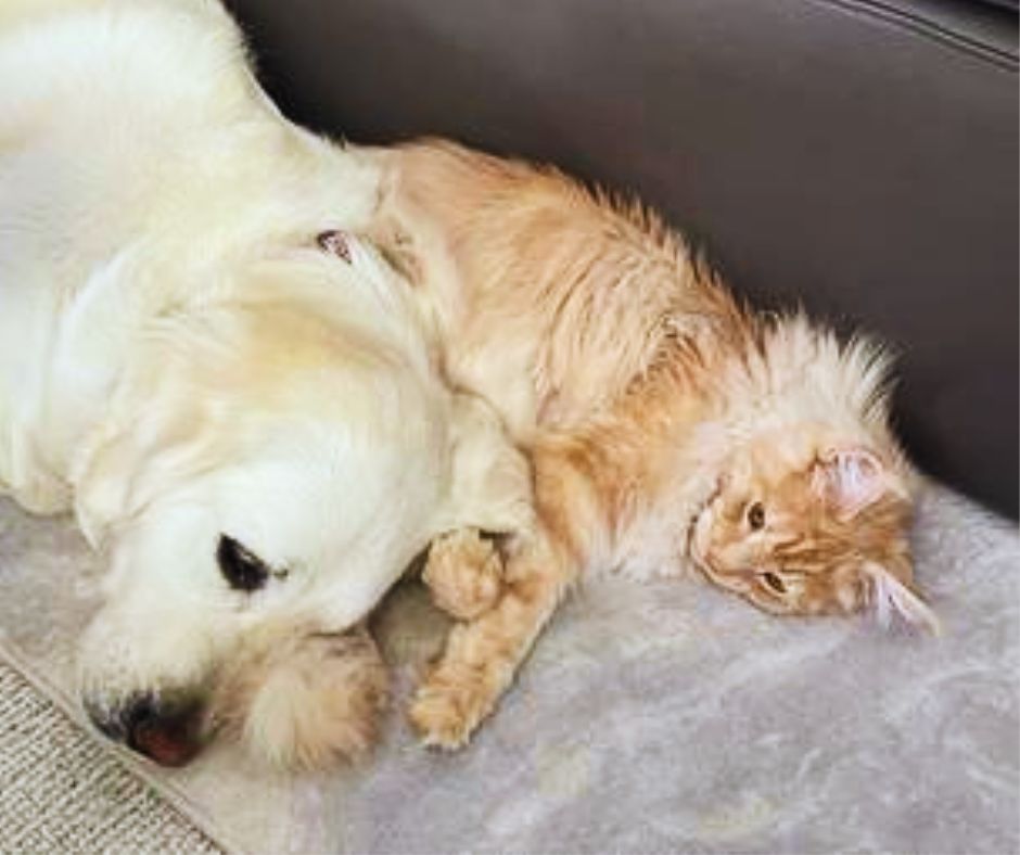 Do Maine Coon Cats and Dogs Get Along With Each Other?