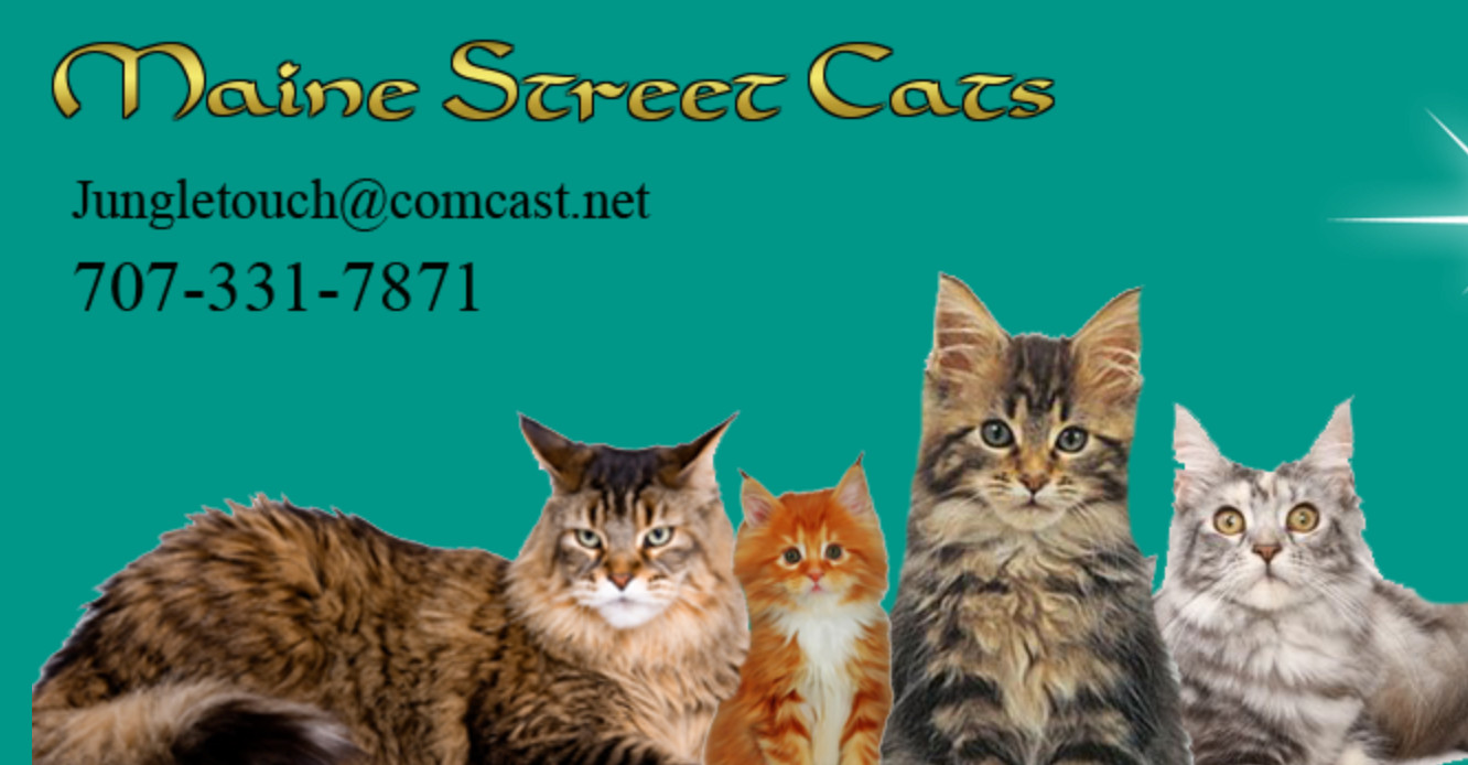maine street cats