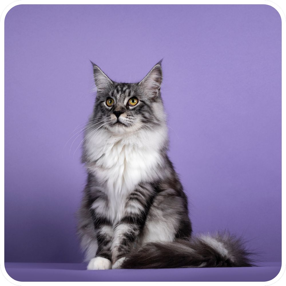 purebred silver and white maine coon on purple background