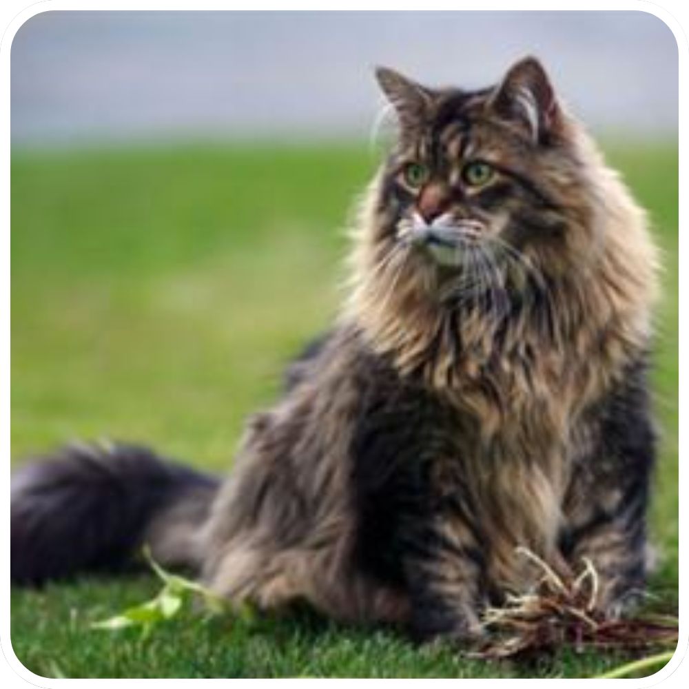 classic brown tabby maine coon cat sitting in a grassy field