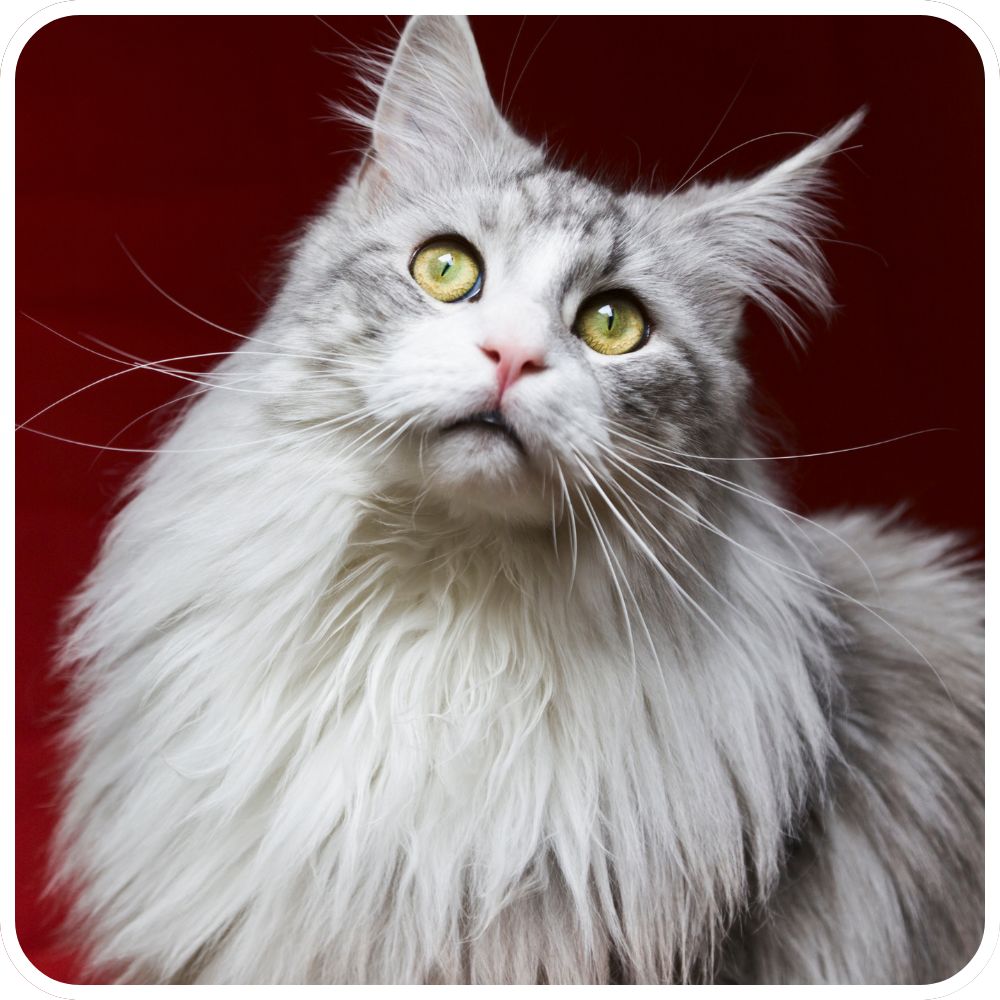 silver maine coon cat with fluffy mane