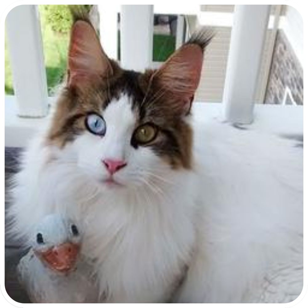 brown with white maine coon with odd colored eyes