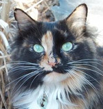 Pretty Girl longhaired calico kitty