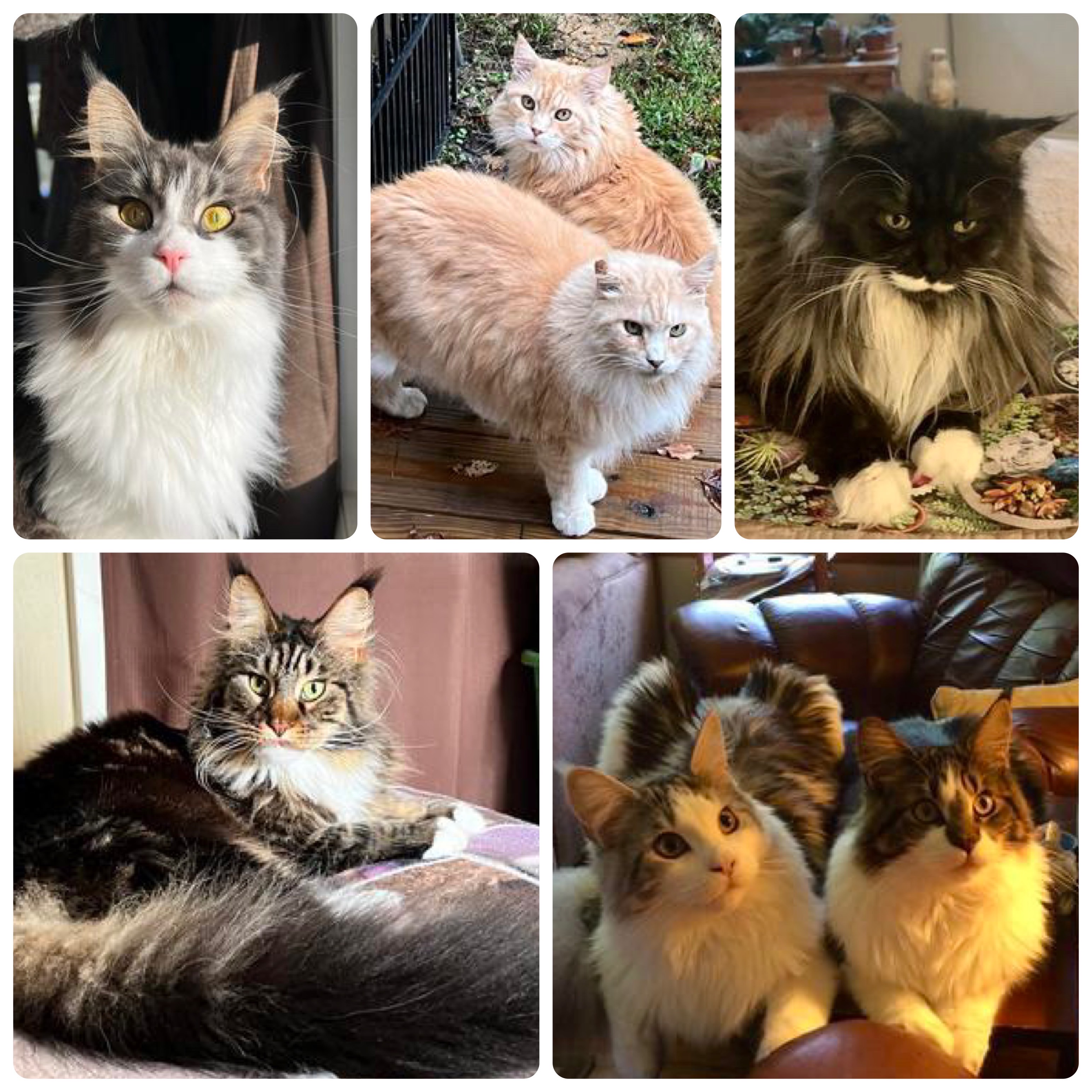 Beauties kitty collage