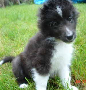 Black and White Sheltie Puppy black and white sheltie puppy