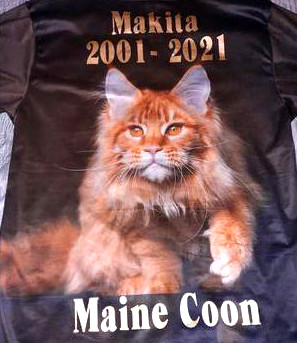 classic ginger maine coon