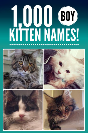 180+ Best Cute Cat Names 2023
