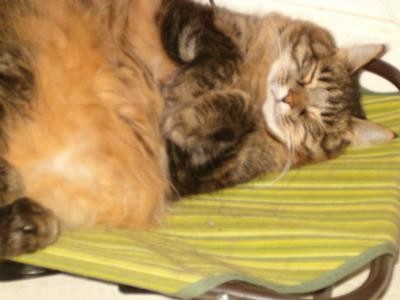 mandy the cat sleeping