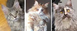 Three Beauties three purebred maine coon cats in a collage