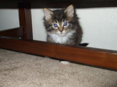 marley the kitten