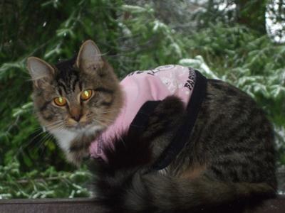 marley on the deck