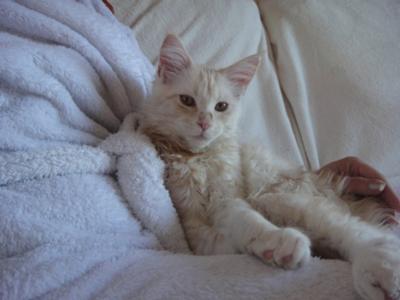 light cream maine coon cuddling near a lap.